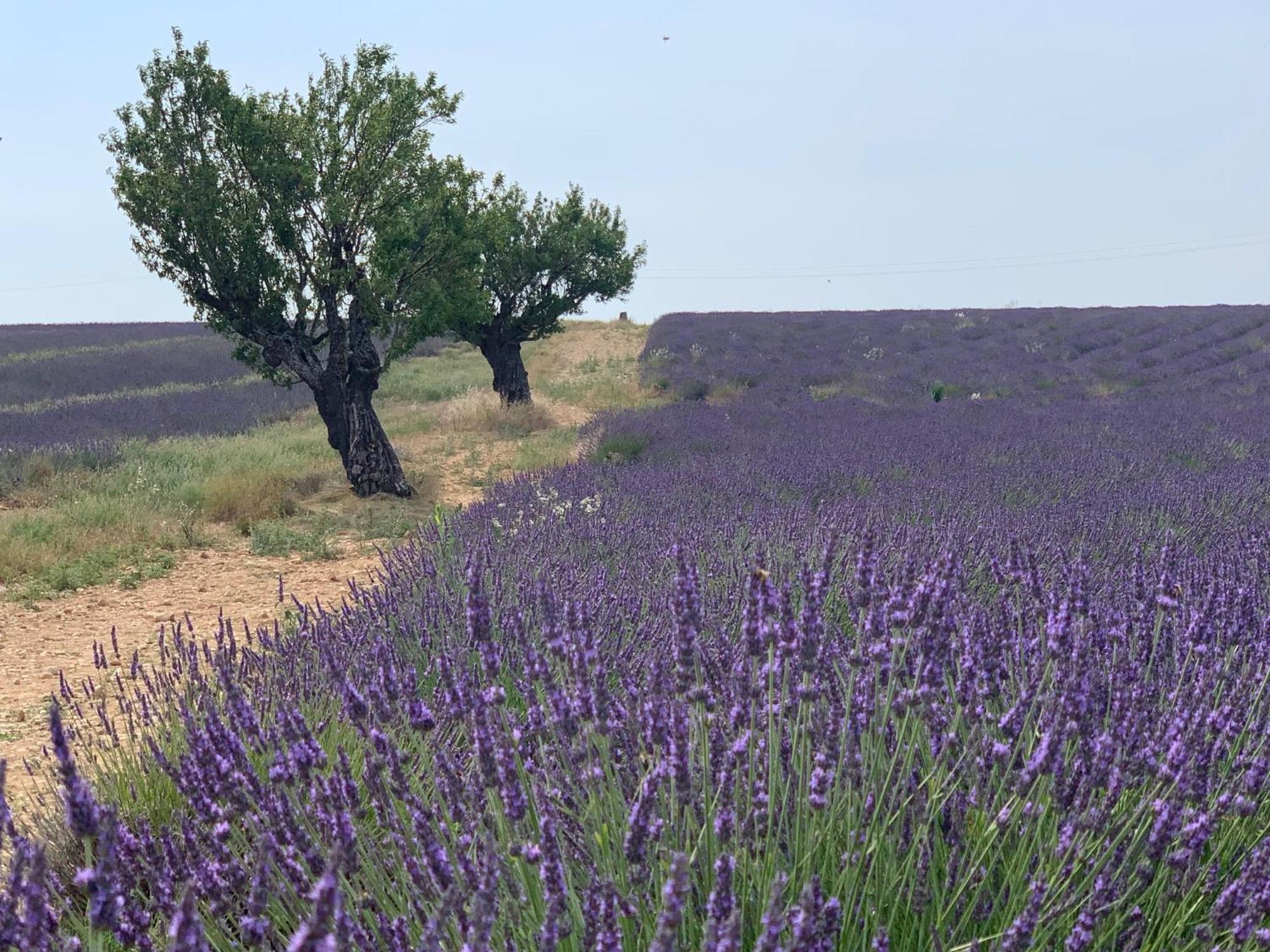 Studio Nuitee En Provence 2 Éguilles エクステリア 写真